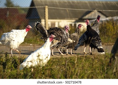 Free Range Turkey