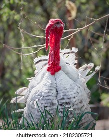 Free Range Turkey On A Farm.