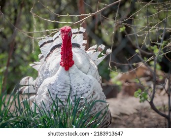 Free Range Turkey On A Farm.