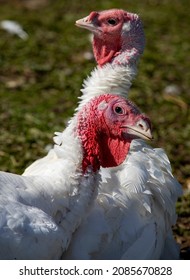 Free Range Turkeys In Groups