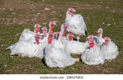 Free Range Turkeys In Groups