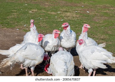 Free Range Turkeys In Groups