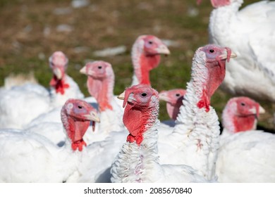 Free Range Turkeys In Groups