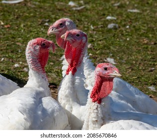 Free Range Turkeys In Groups