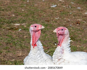 Free Range Turkeys In Groups