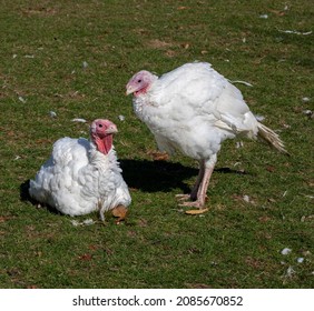 Free Range Turkeys In Groups