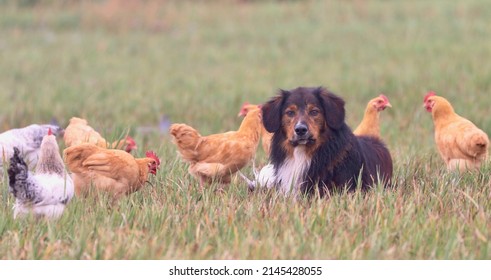 Free Ranging Chickens Surrounding English Shepherd Dog