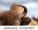 Free ranging European bison portrait Bison bonasus