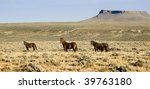 free roaming mustangs on the White Mountain BLM land near Green River Wyoming