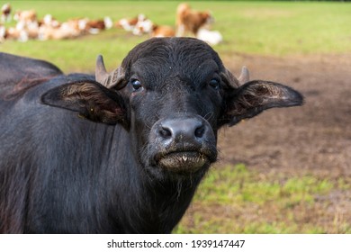 Free roaming water buffalo on a pasture in summer