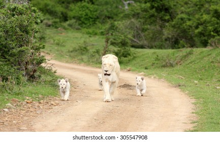 A free roaming wild white lion pride in south Africa. Female and her 3 new born white lion cubs.