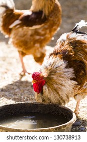 9,453 Chicken drinking water Images, Stock Photos & Vectors | Shutterstock