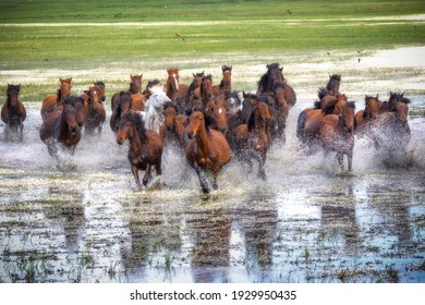 free run of wild horses