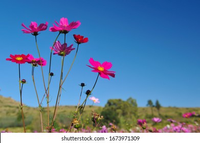 Free State, South Africa.  April 26, 2016. Deep pink  wild Cosmos flowers growing in a field/meadow stark against the African blue sky.  Cosmos is exotic to SA but is a big tourist attraction