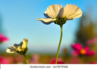 南国花 Images Stock Photos Vectors Shutterstock