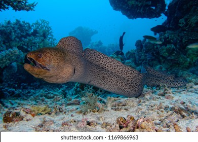 free swimming giant moray swimming towards photographer