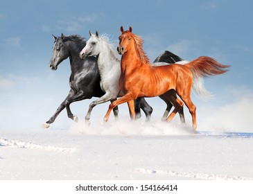free three arabian horses in winter field