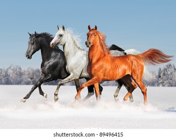 free three arabian horses in winter field