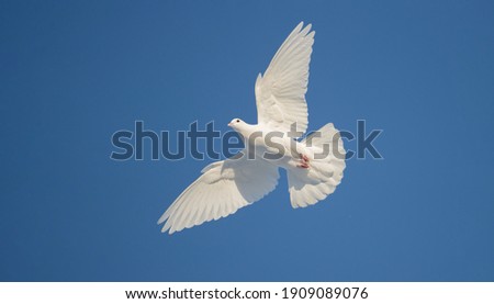 free white dove flies beautifully across the blue sky