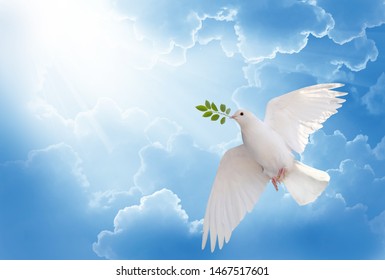 A free white dove holding green leaf branch flying in the sky.International Day of Peace concept background