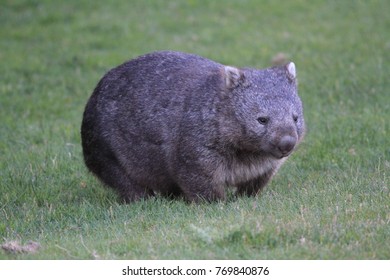 Free and wild wombat walking on grass