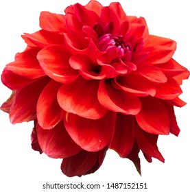 a freed dahlia with a red head - Shutterstock ID 1487152151