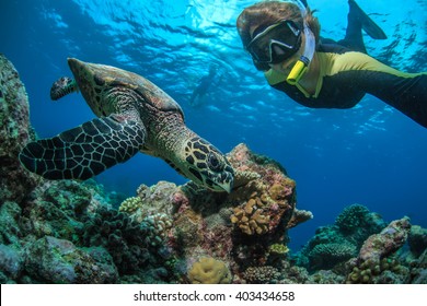 A Freedifer Making Selfie With Turtle Underwater In Indian Ocean In Maldives. Tropical Activity Water Sport Design.