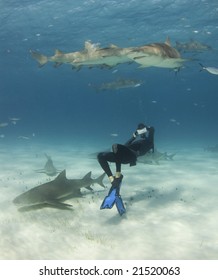 A Freediver Bends Over Backwards To Get A Shot Of Lemon Sharks (Negaprion Brevirostris) Circling Overhead