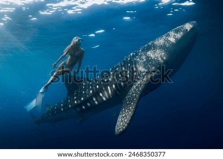Freediver woman dives with whale shark in blue ocean. Snorkeling girl and shark underwater