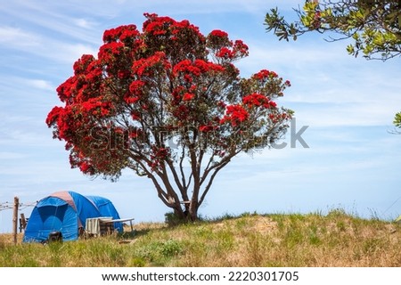 Freedom camping under coastal Pohutukawa trees, Gisborne, New Zealand