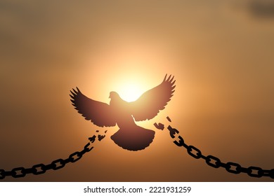 Freedom Concept. Silhouettes Of Broken Chain And Bird Flying Over  Sunset. 