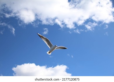 The freedom like common gull