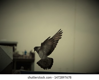 A Freedom Pigeon Flying Away 