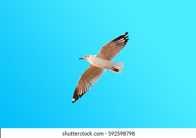 Freedom seagull flying on gradient blue sky background - Shutterstock ID 592598798