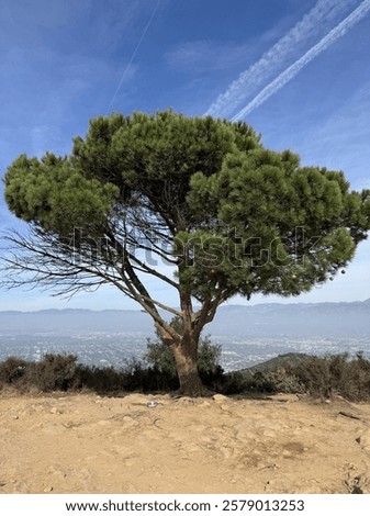 Freedom Tree in the Mountains 