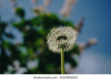 Freedom to wish. Hope and dreaming concept. Blue sky and a white ball of dandelion seeds from which were carried from the wind. Dandelion's fluff closeup. Dandelions at sky background. - Powered by Shutterstock