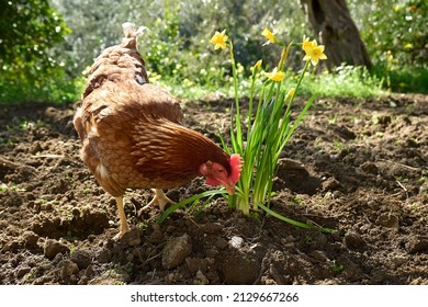 Free-grazing Domestic Hen On A Traditional Free Range Poultry Organic Farm. Adult Chicken Walking On The Soil Near Daffodils.