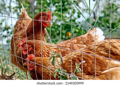 Free-grazing domestic hens in walk-in chicken run on a traditional free range poultry organic farm. Adult chickens walking on the soil in an enclosure.