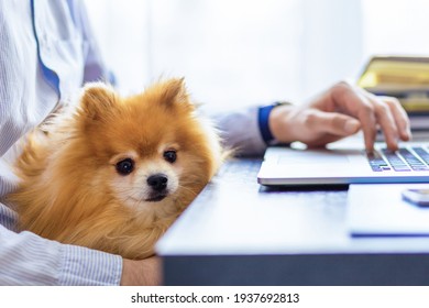 Freelancer man, bisnessman with his friendly pomeranian spitz using laptop at remote home office. owner and loyal dog together. pet adoption. closeup