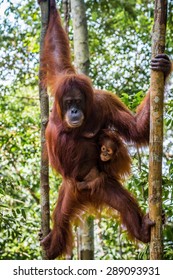 Free-living orang utan's spotted while trekking the jungle in Sumatra, Indonesia
