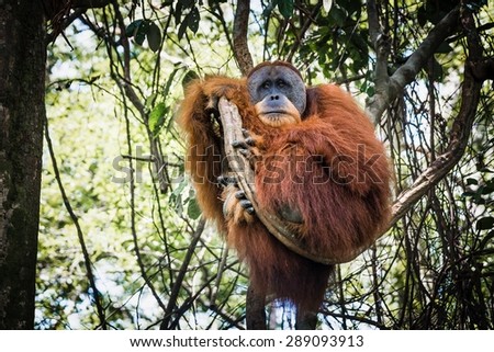 Free-living orang utan's spotted while trekking the jungle in Sumatra, Indonesia