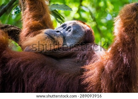 Free-living orang utan's spotted while trekking the jungle in Sumatra, Indonesia