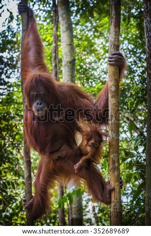 Free-living orang utan's spotted while trekking the jungle in Sumatra, Indonesia