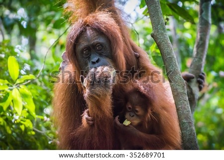 Free-living orang utan's spotted while trekking the jungle in Sumatra, Indonesia