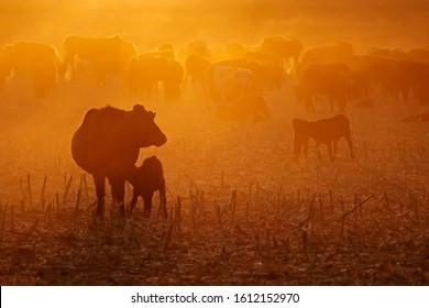 Free-range cattle, including cows and calves, feeding on dusty field at sunset, South Africa