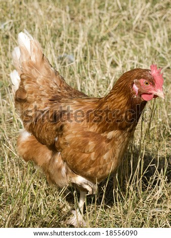 Similar – Image, Stock Photo Chickens on meadow. Meat