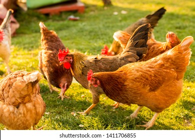 Free-range chicken on an organic farm, freely grazing on a meadow. Organic farming, animal rights, back to nature concept