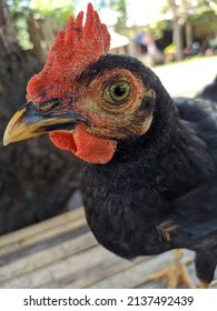 Free-range Chicken, Red Comb, Plain Black Hair