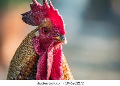 Free-range chickens during feeding. Close-up of brown birds standing in a group on a sunny summer day. - Powered by Shutterstock