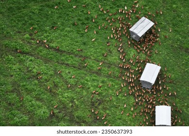 Free-range chickens gather around a mobile feeder, showcasing their natural behavior and feeding habits. - Powered by Shutterstock